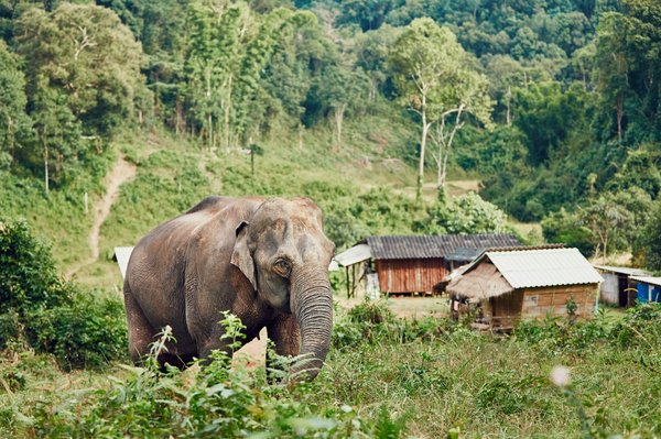 Comment organiser une visite des parcs nationaux pour observer les éléphants en Thaïlande?