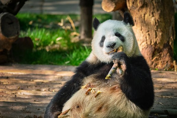 Comment choisir une croisière qui propose des excursions pour découvrir les pandas géants en Chine?